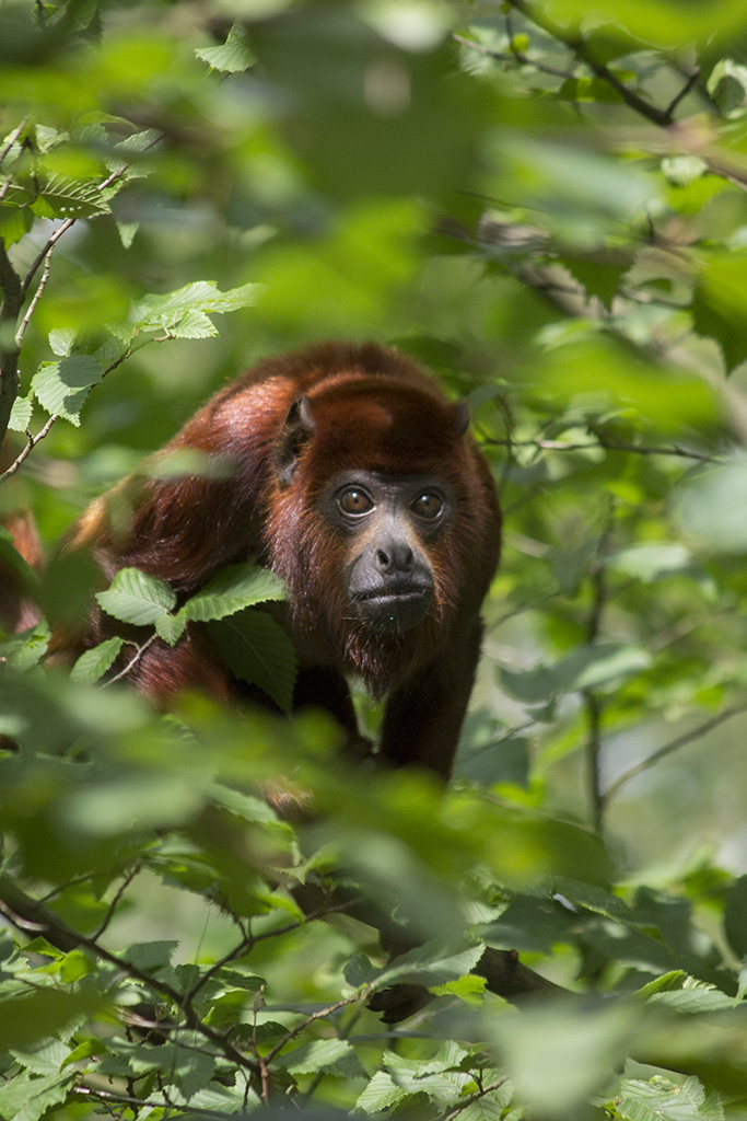 Red howler in the trees, 8/12/14