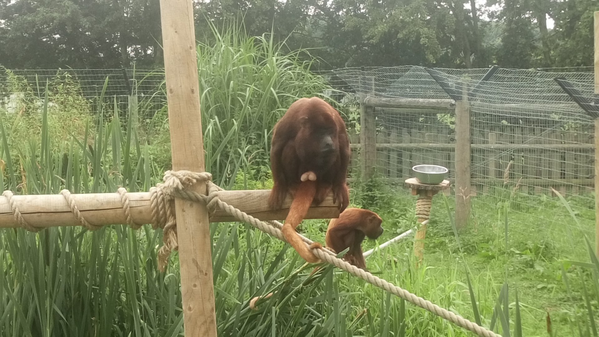 Red Howler (male) 10/7/21