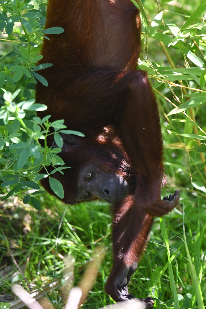 Red howler monkey Alouatta seniculus
