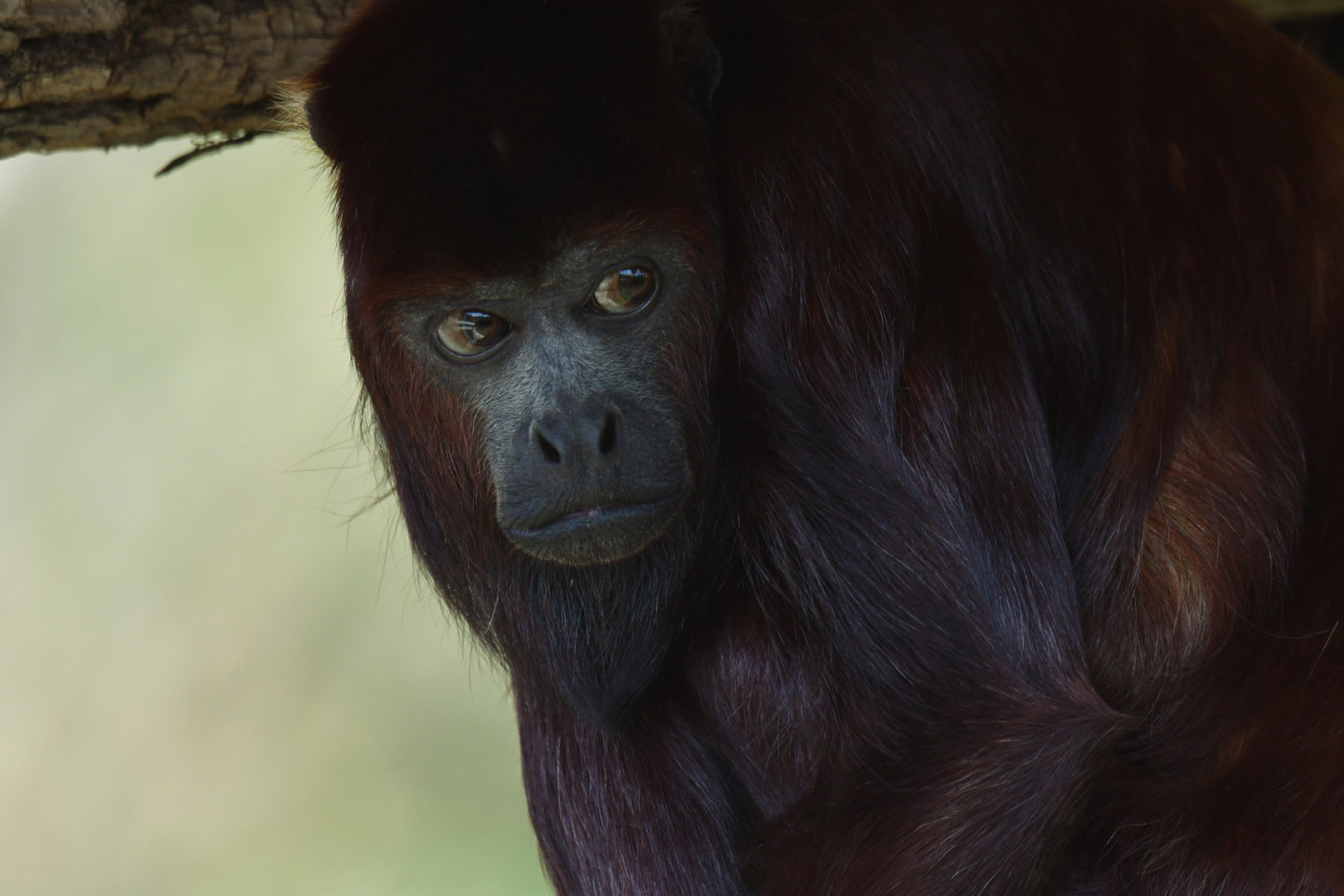 Red howler monkey Alouatta seniculus