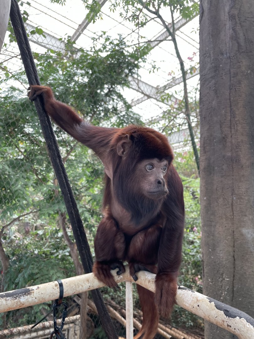 Red Howler Monkey - Dallas World Aquarium