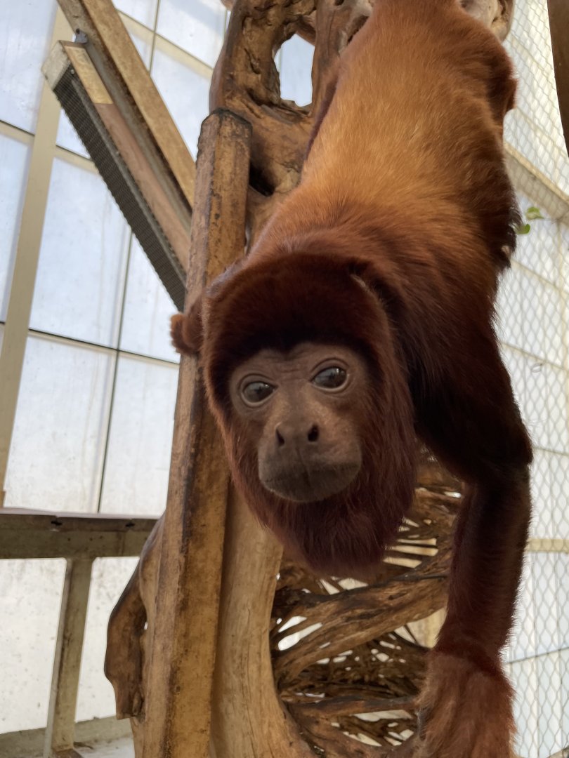 Red Howler Monkey - Dallas World Aquarium