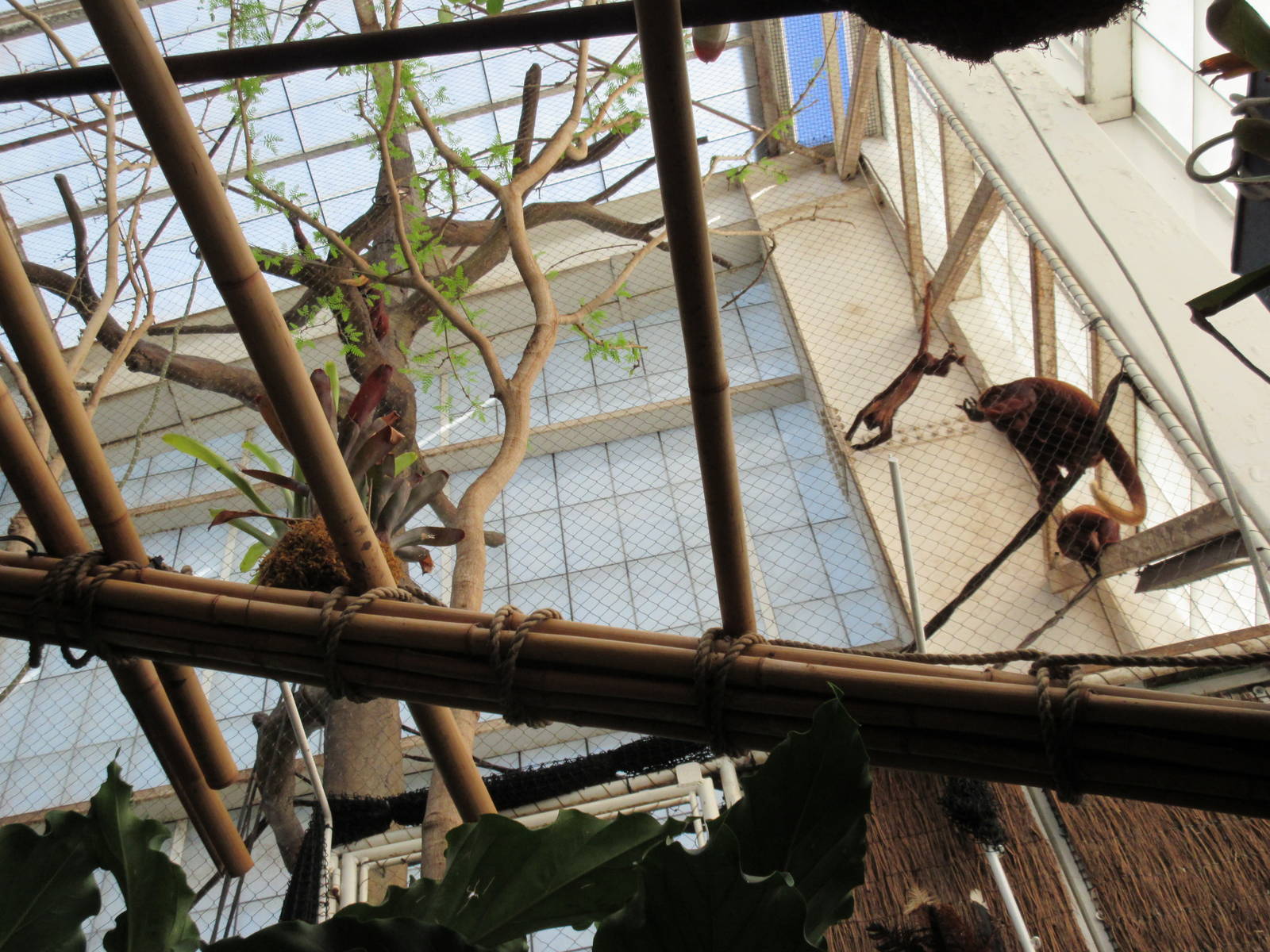 Red Howler Monkey Exhibit - the enclosure is high up and at an awkward angl