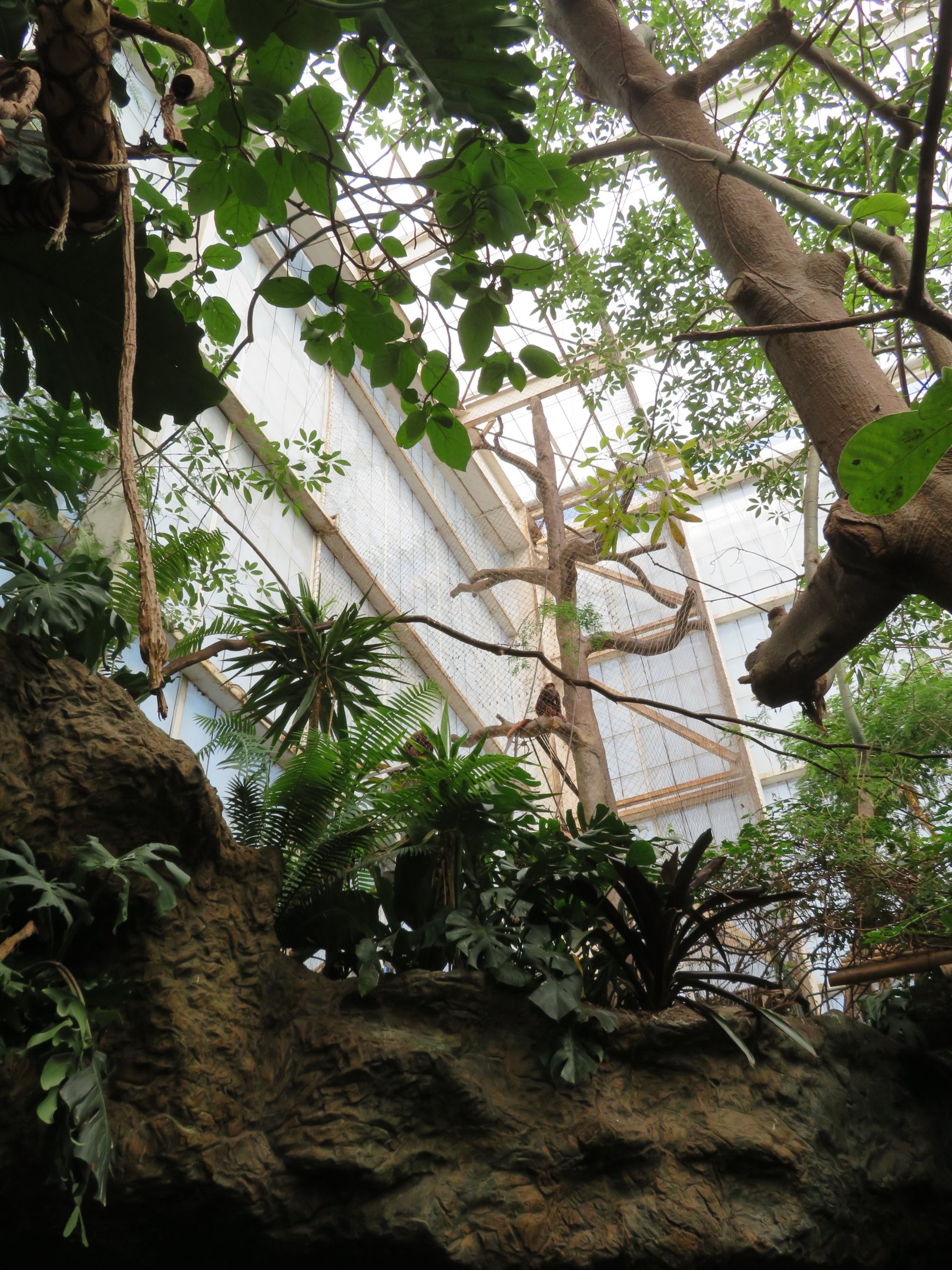Red Howler Monkey Exhibit