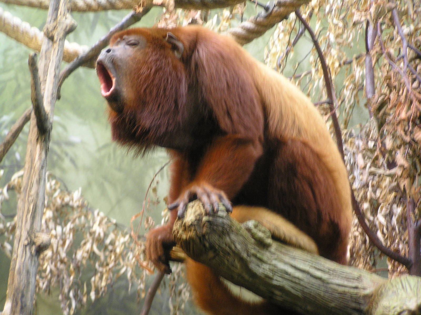 Red howler monkey - Frankfurt zoo 06