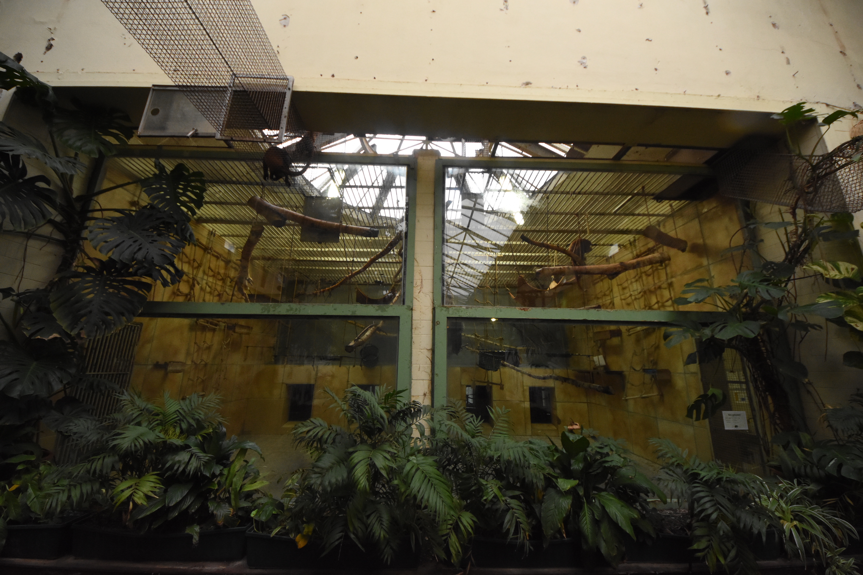 Red howler monkey indoors