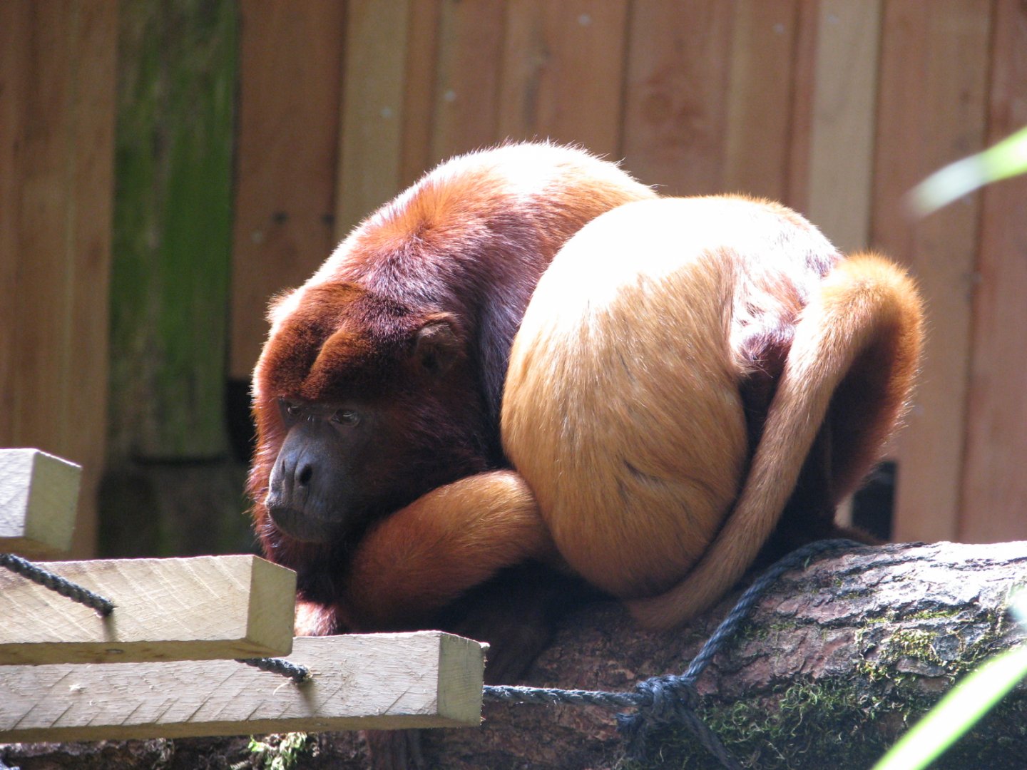 Red howler monkey - July 2012