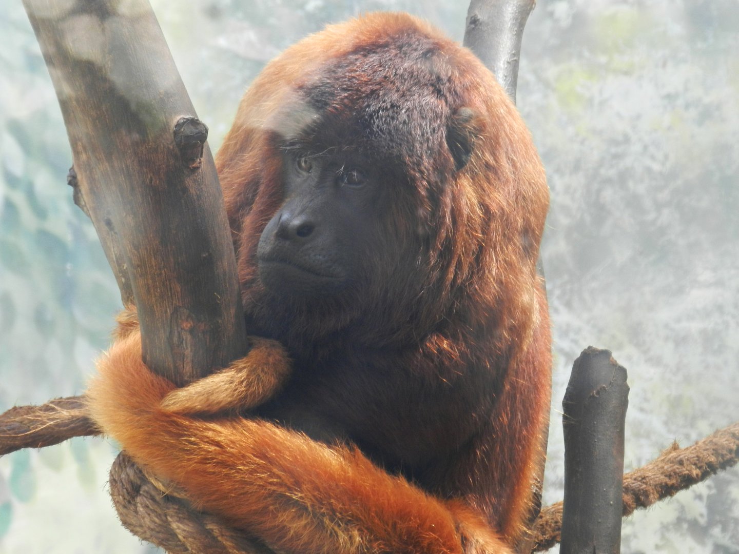 Red howler monkey - Parque Zoológico Huachipa