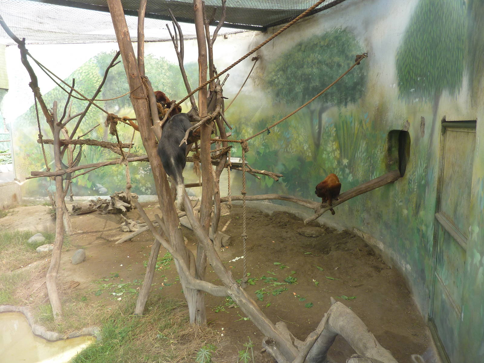 Red Howler Monkey & Tamandua mixed enclosure