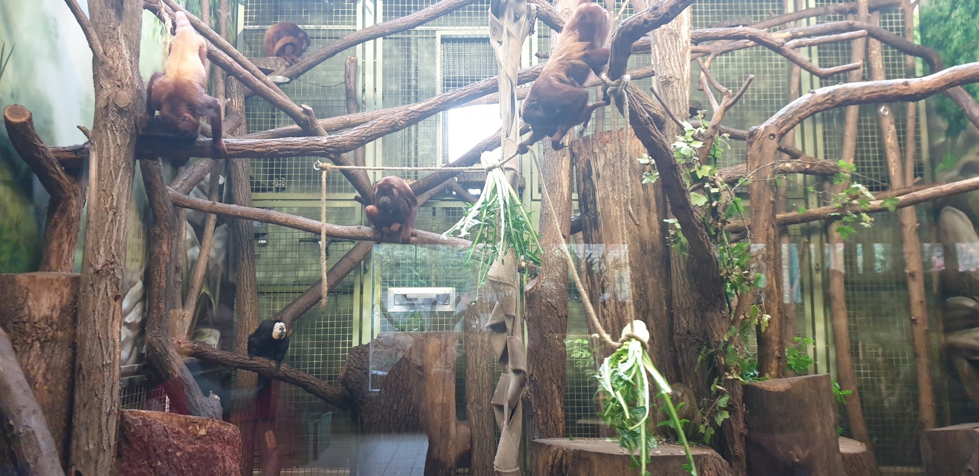 Red Howler Monkey, White-faced Saki, Azara Aguti, Lowland Paca exhibit