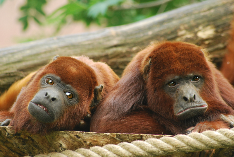 Red howler monkey