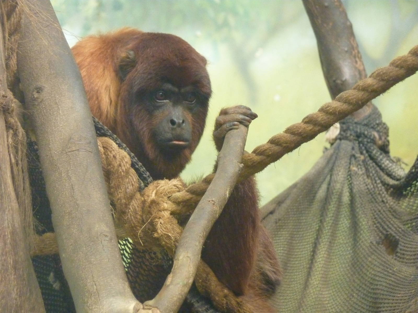 Red Howler Monkey