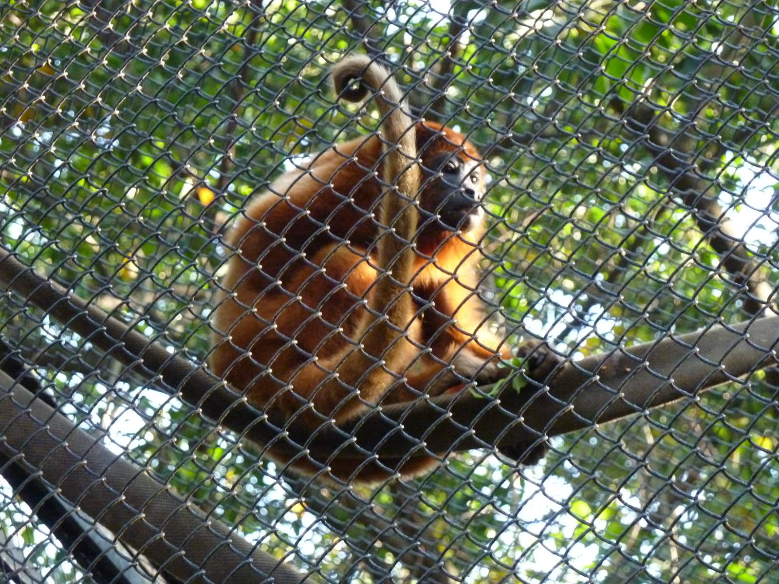 Red howler monkey