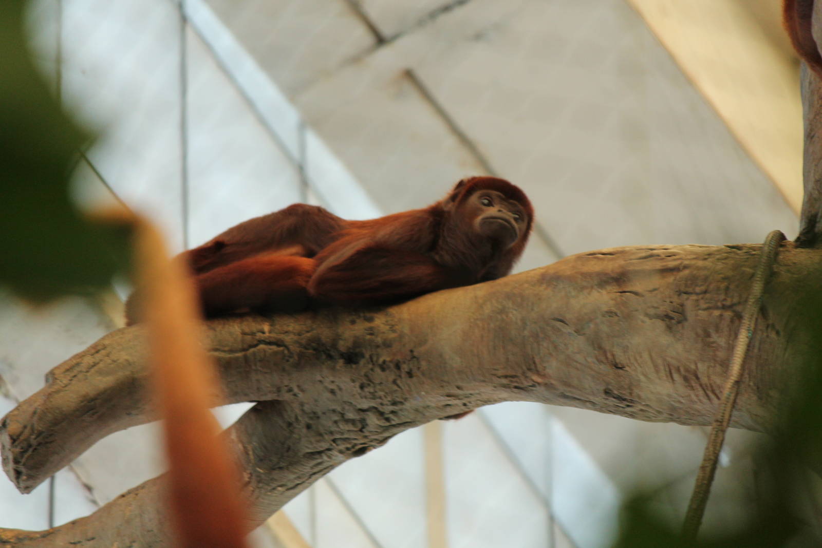 Red Howler monkey