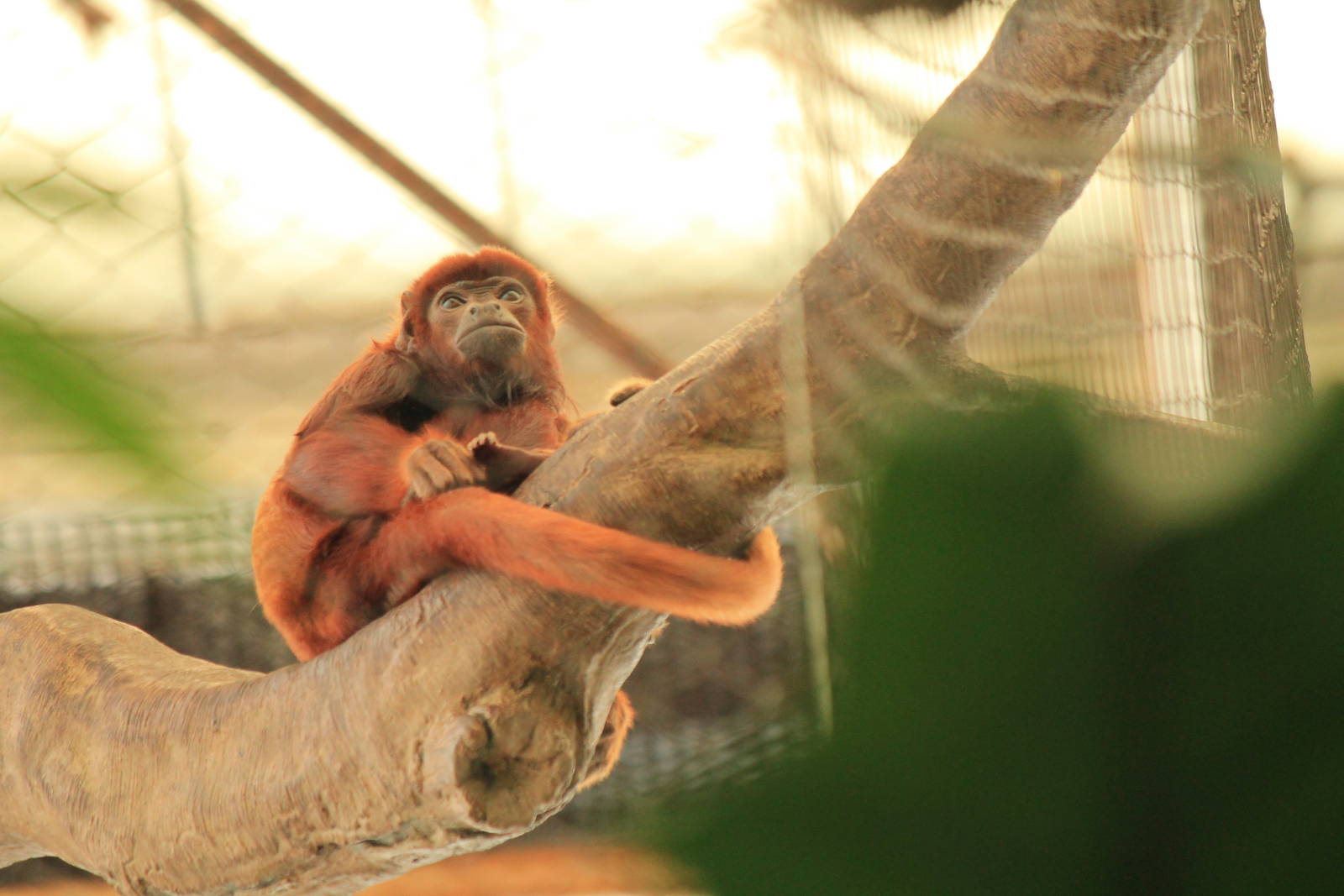 Red Howler Monkey