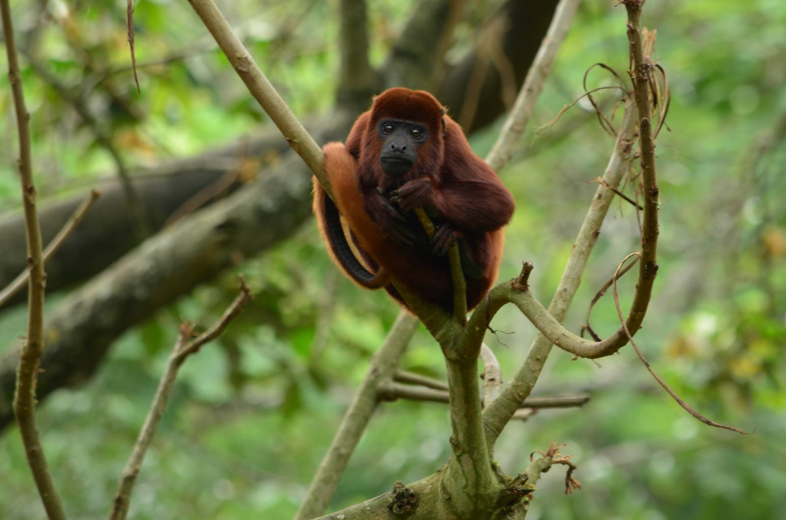 Red howler monkey