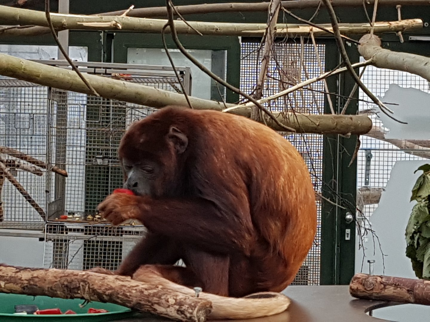 Red howler monkey