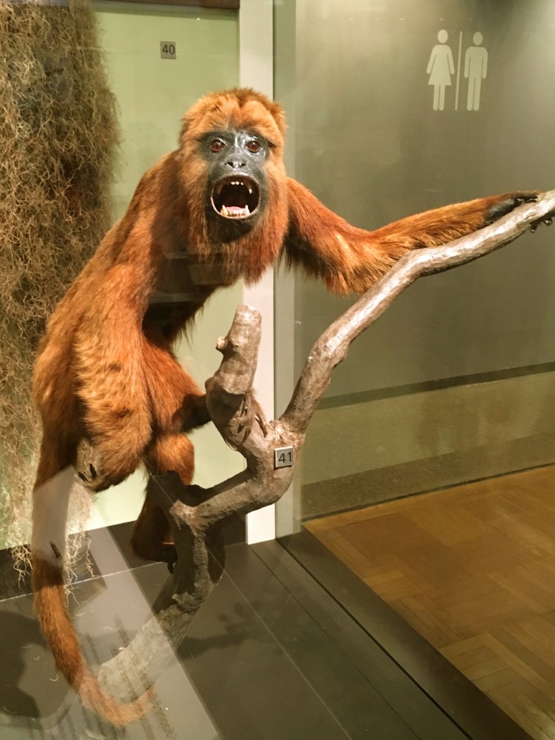 Red Howler Monkey