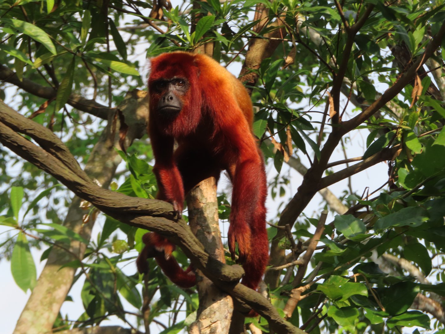 red howler monkey