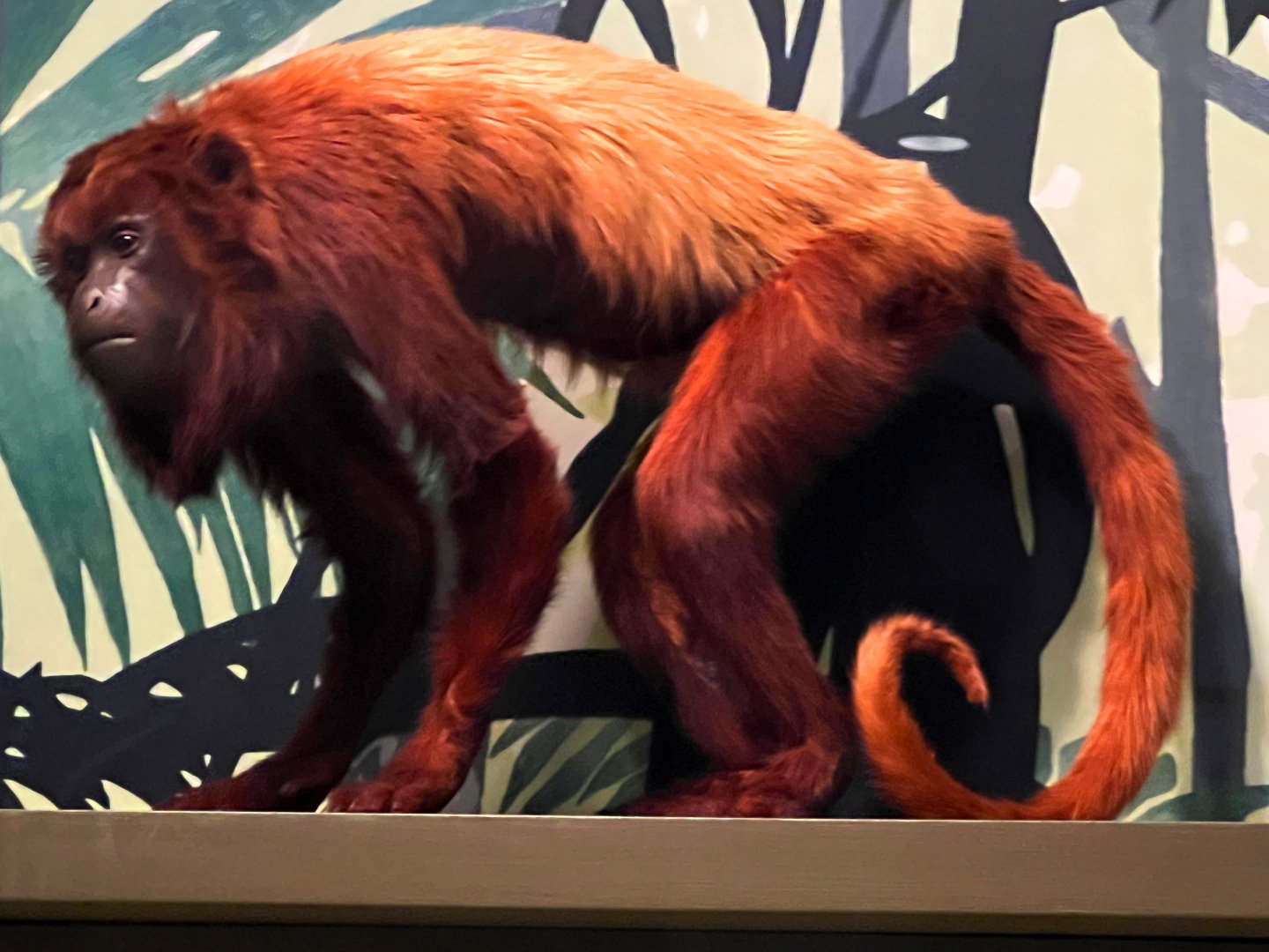 Red Howler Monkey
