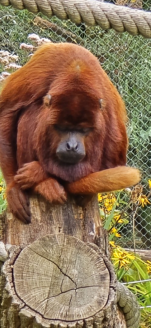 Red howler monkey