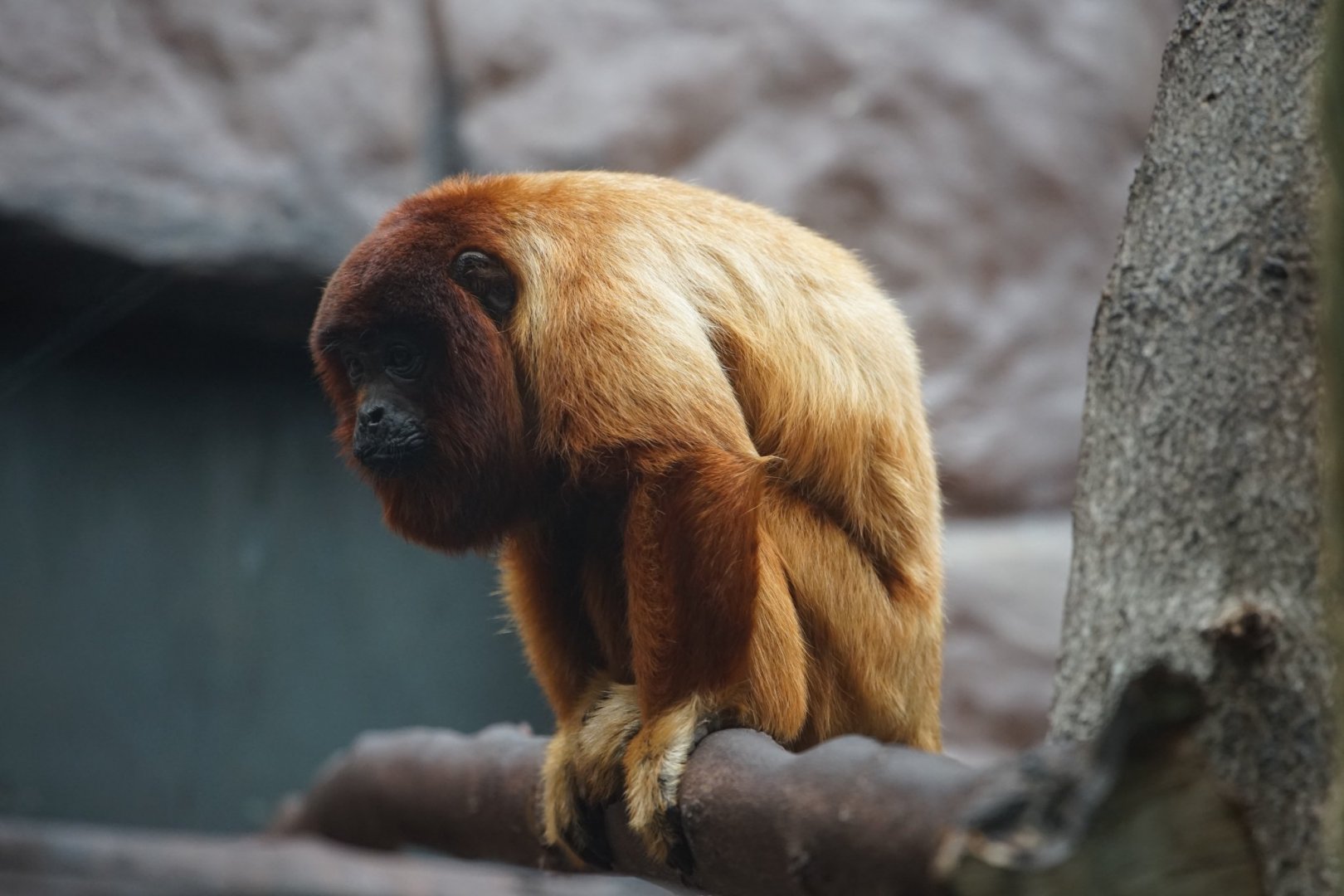 Red Howler Monkey