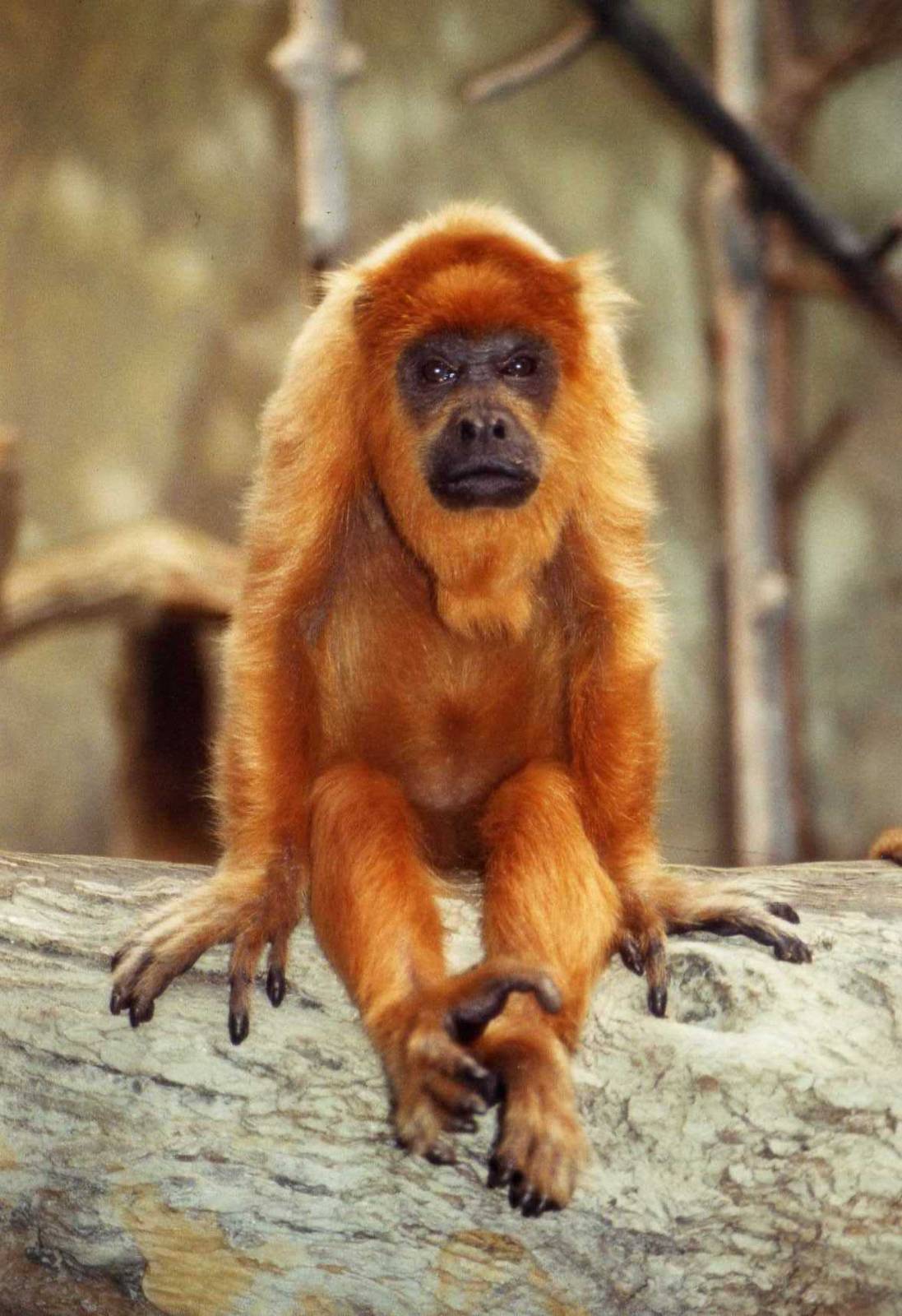 Red Howler Monkey