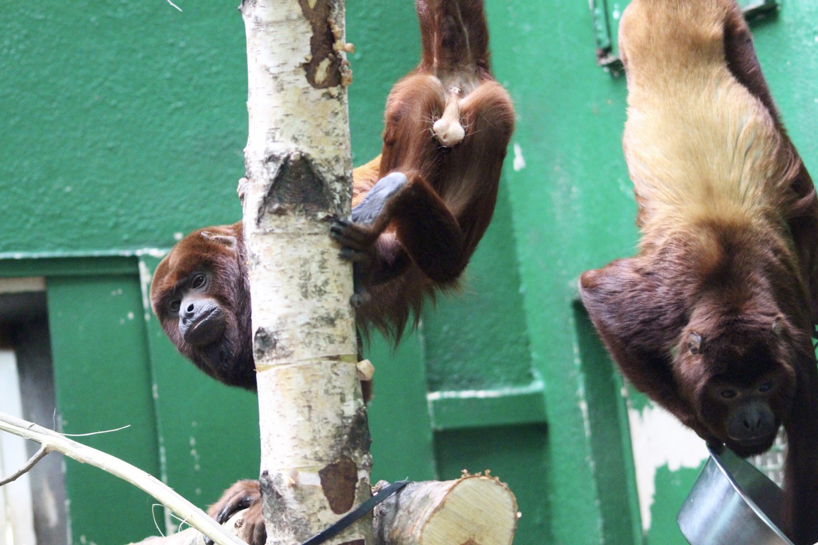 Red howler monkeys (Alouatta seniculus) at Dublin Zoo - 16/04/2022