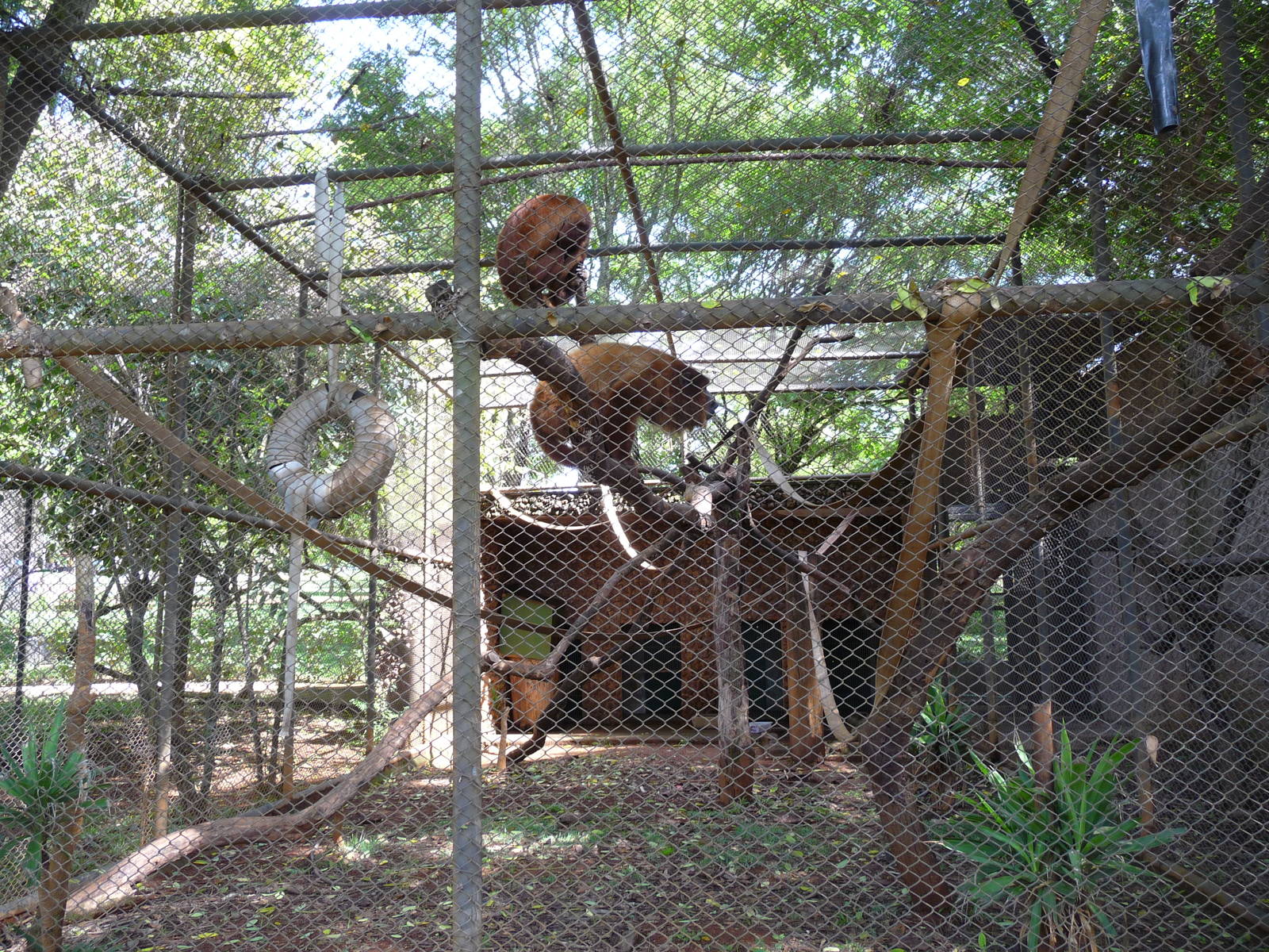 red howler monkeys brasilia zoo