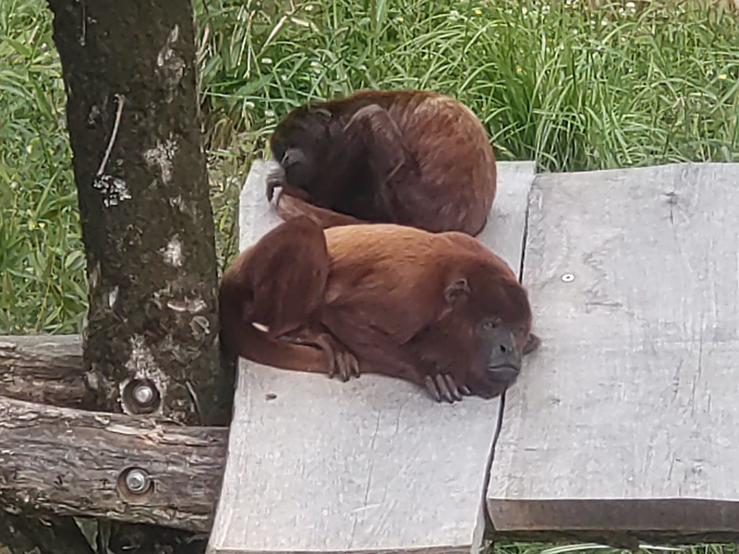 Red Howler monkeys in south American aviary