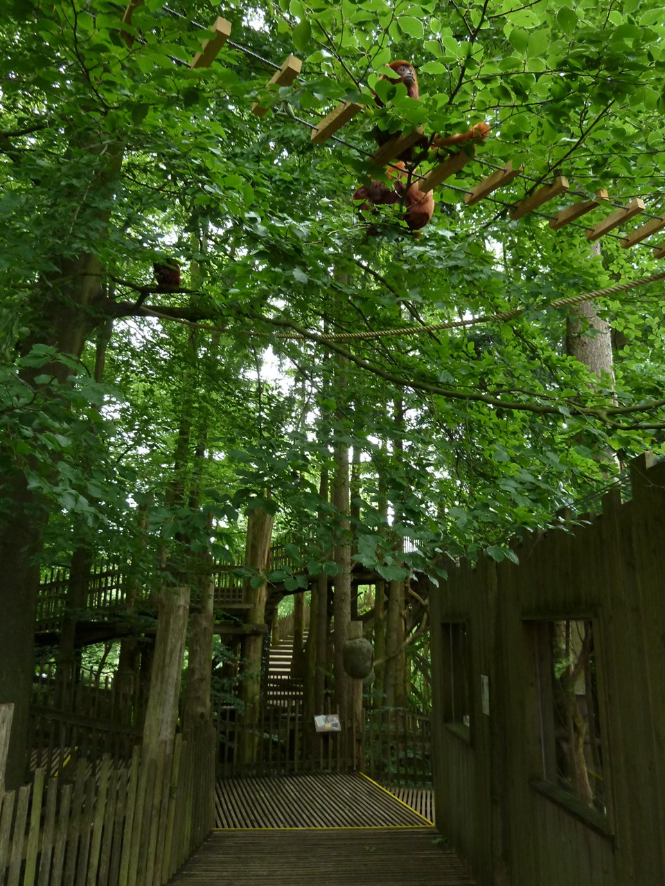 Red howler monkeys