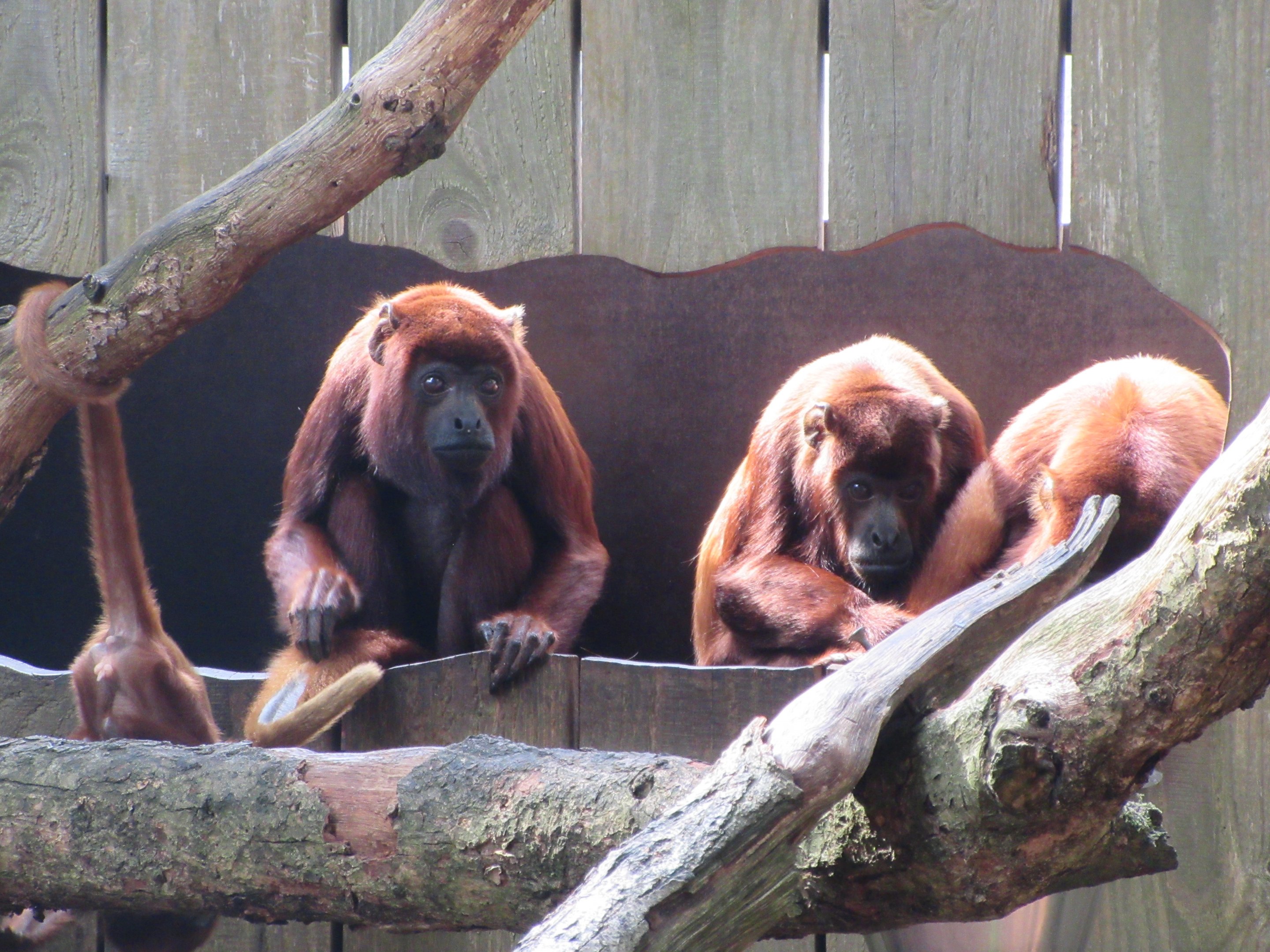 Red Howler Monkeys
