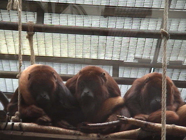 Red Howler Monkeys