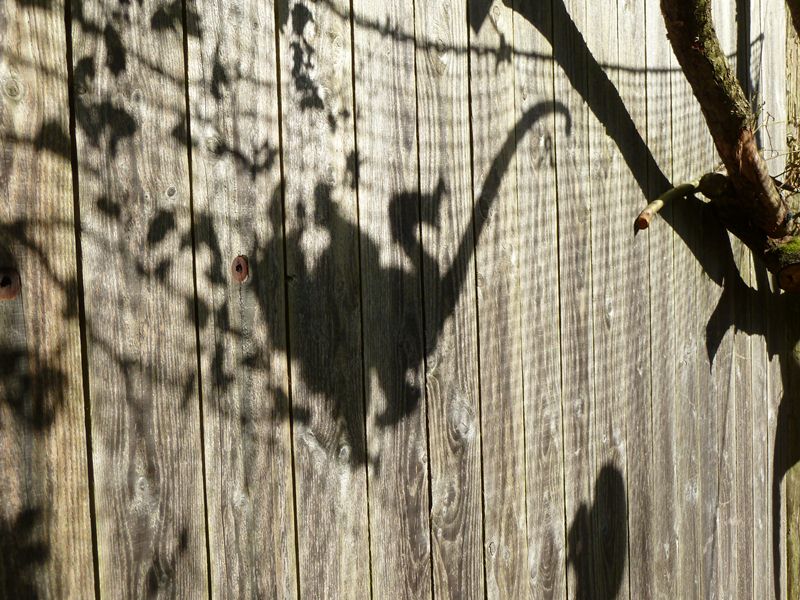 Red howler silhouette