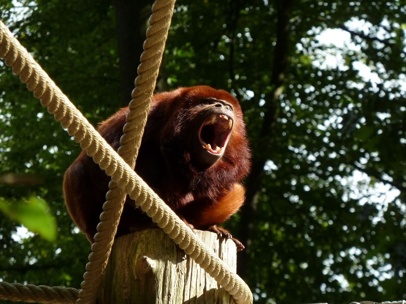 Red howler yawn