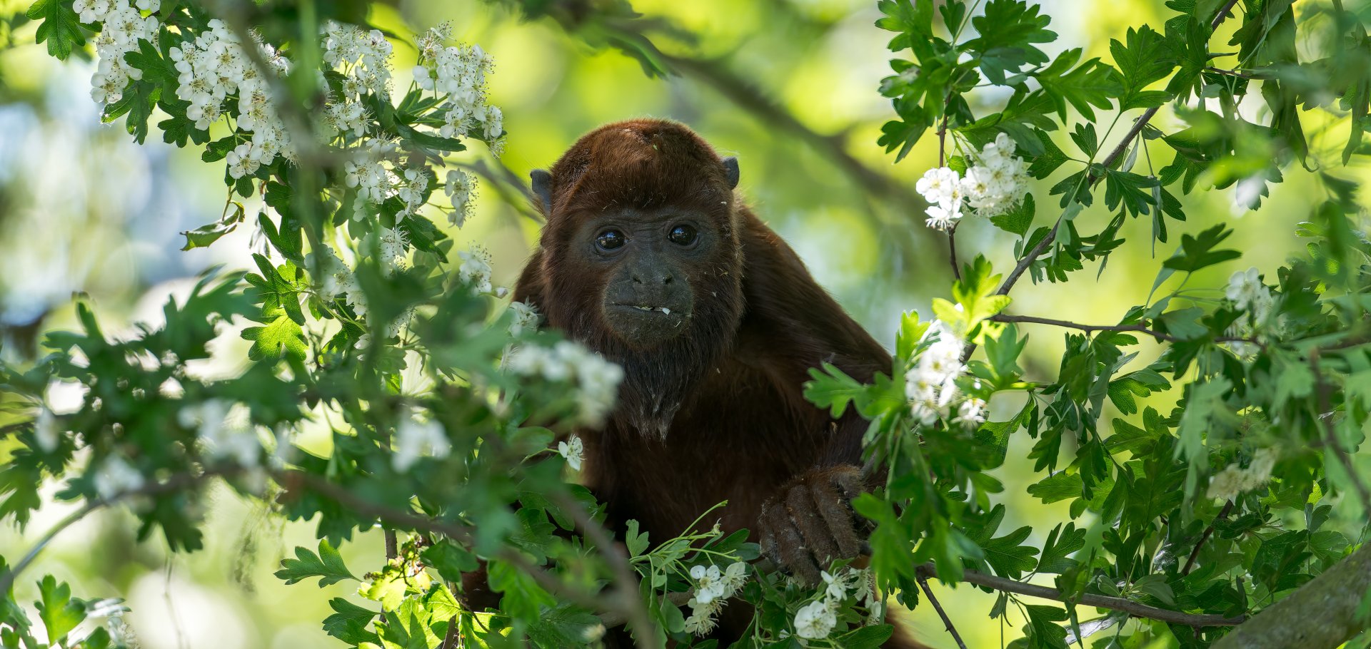 Red Howler, YWP, UK