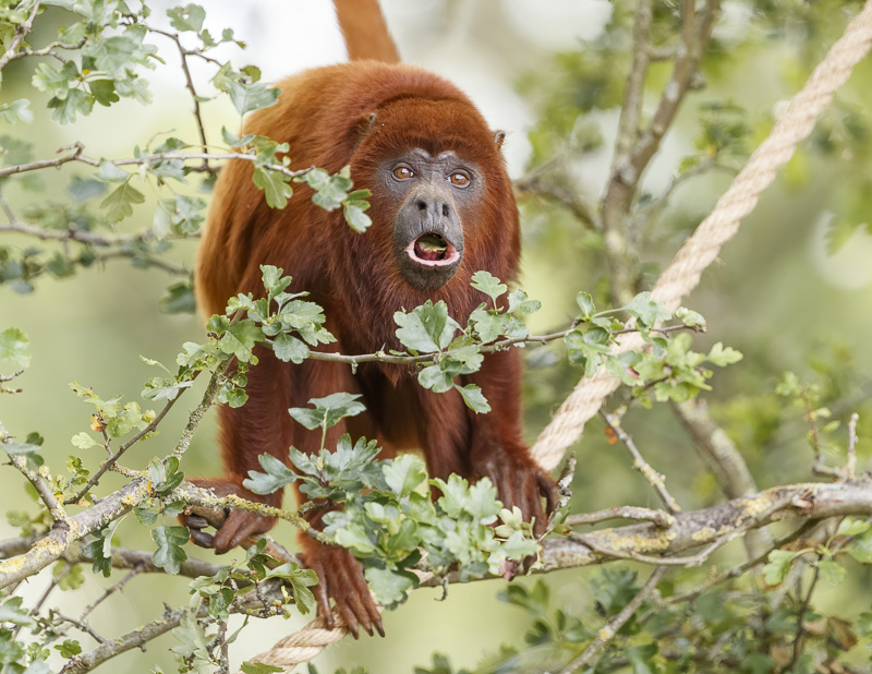 Red Howler @ YWP