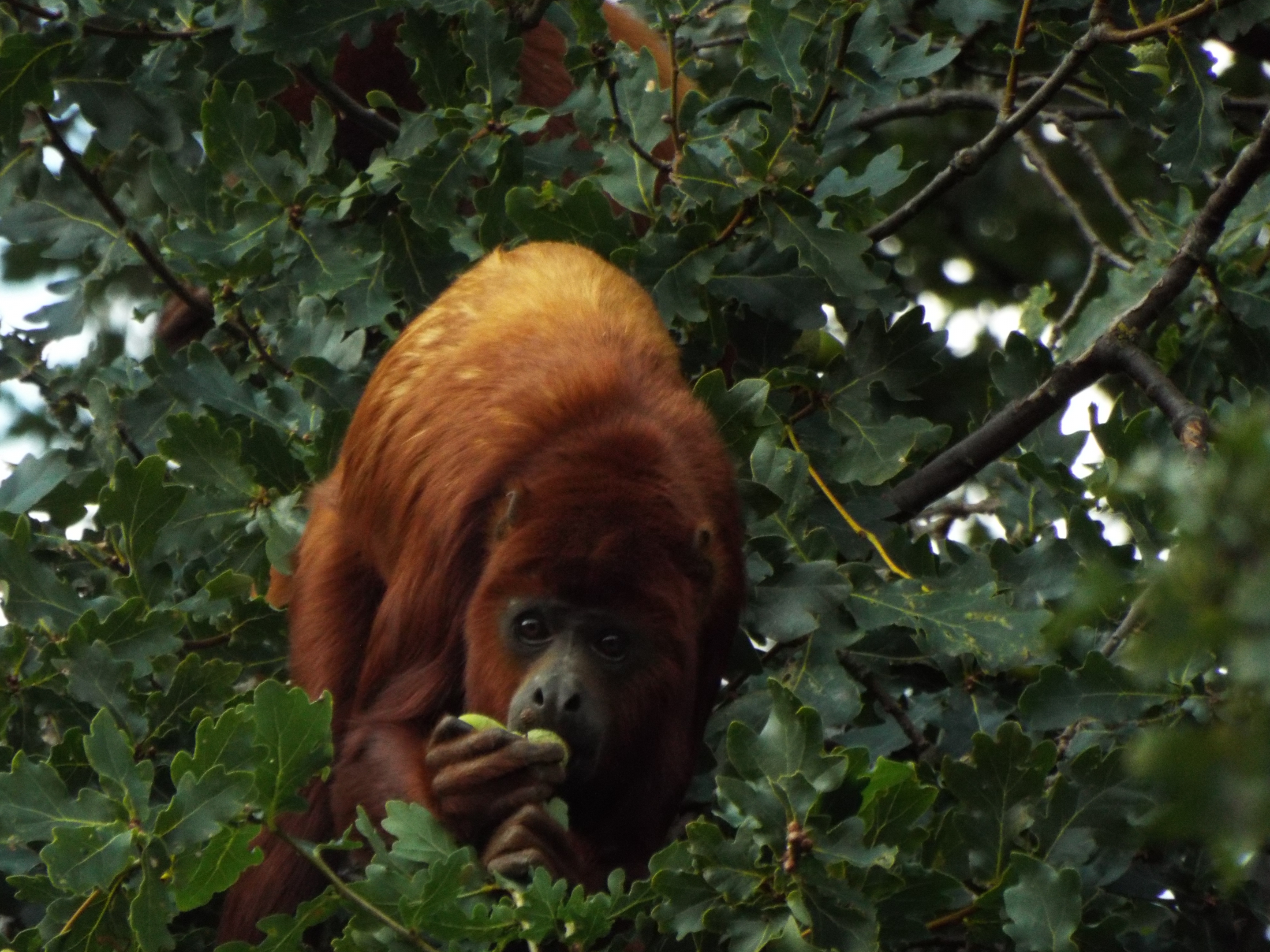 Red Howler, YWP