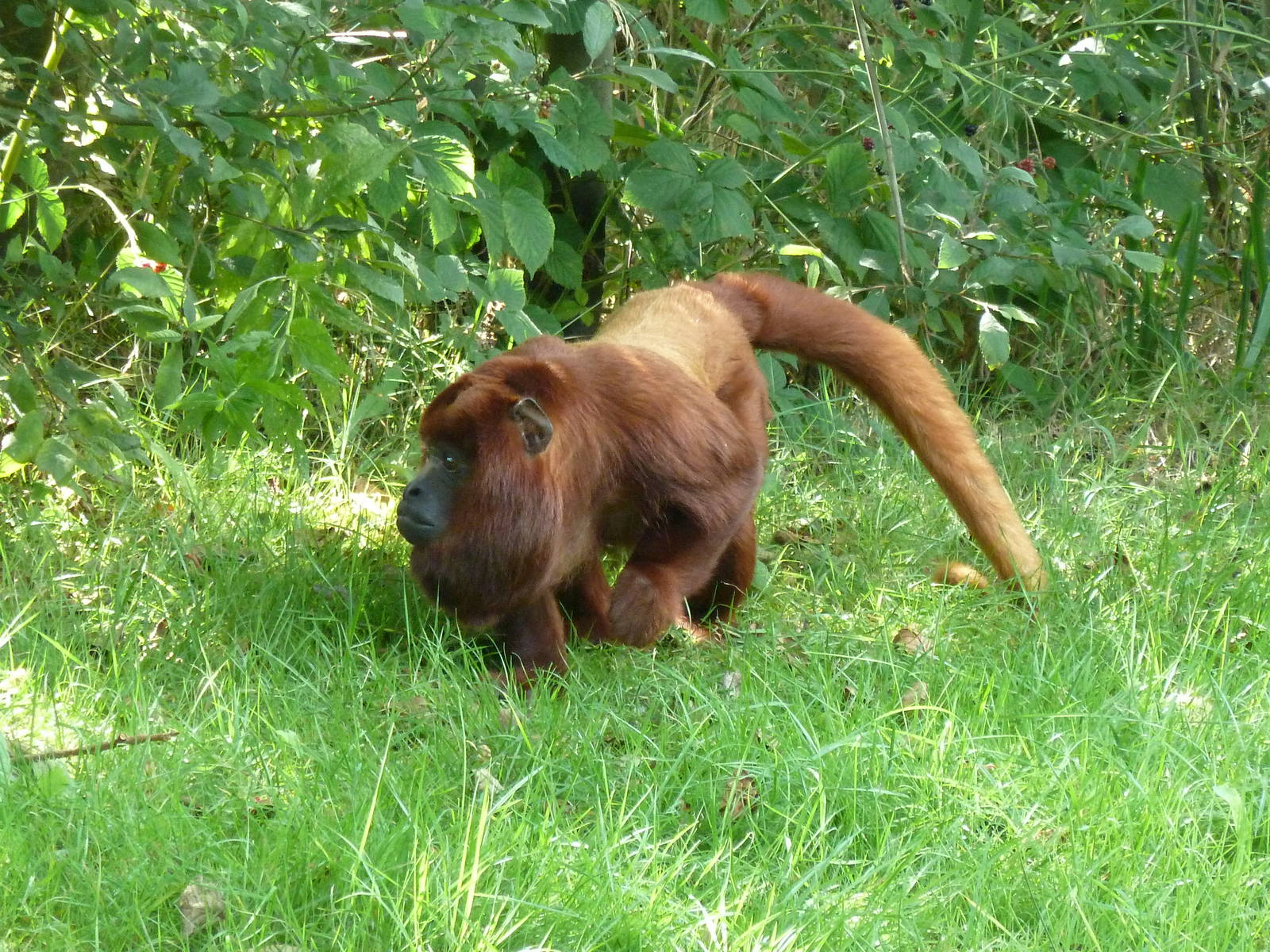 Red Howler