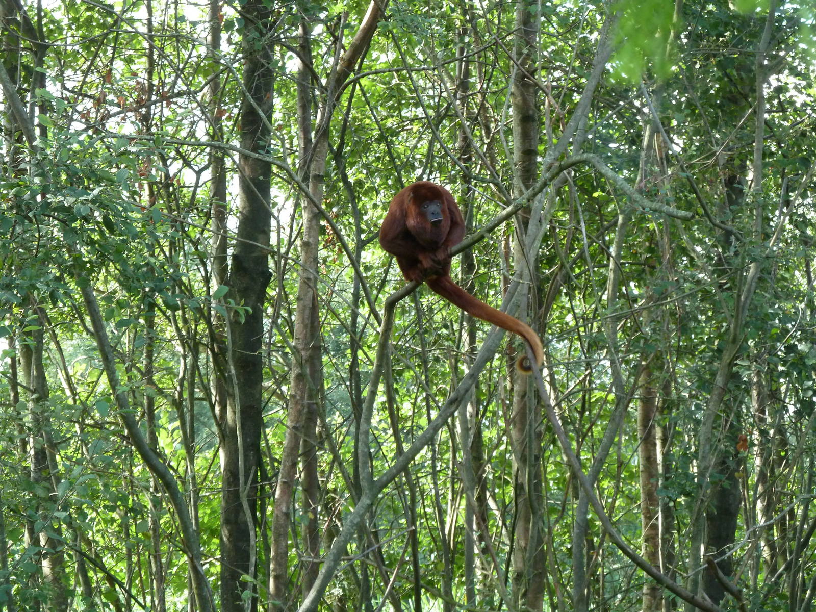 Red Howler