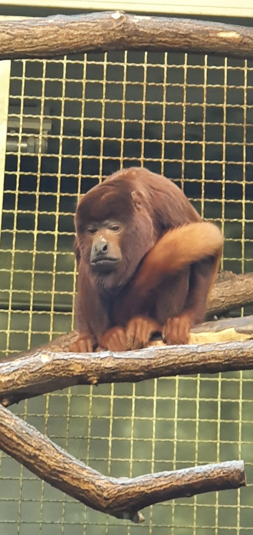 Red howler