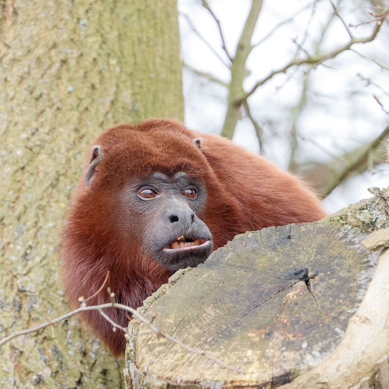 Red Howler
