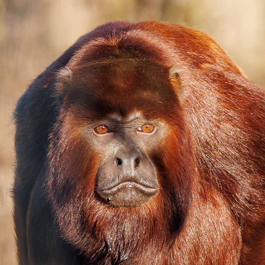 Red Howler