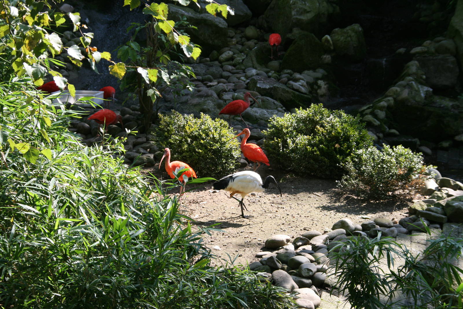 Red ibis and Sacred ibis