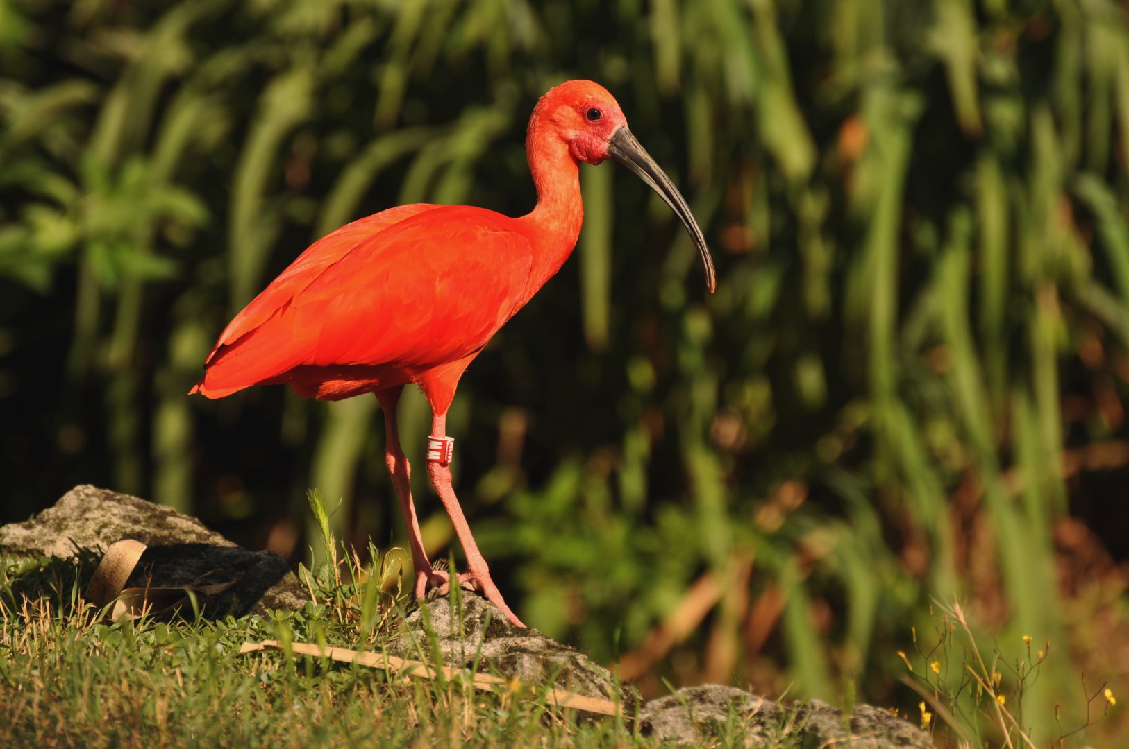 Red ibis (Eudocimus ruber)