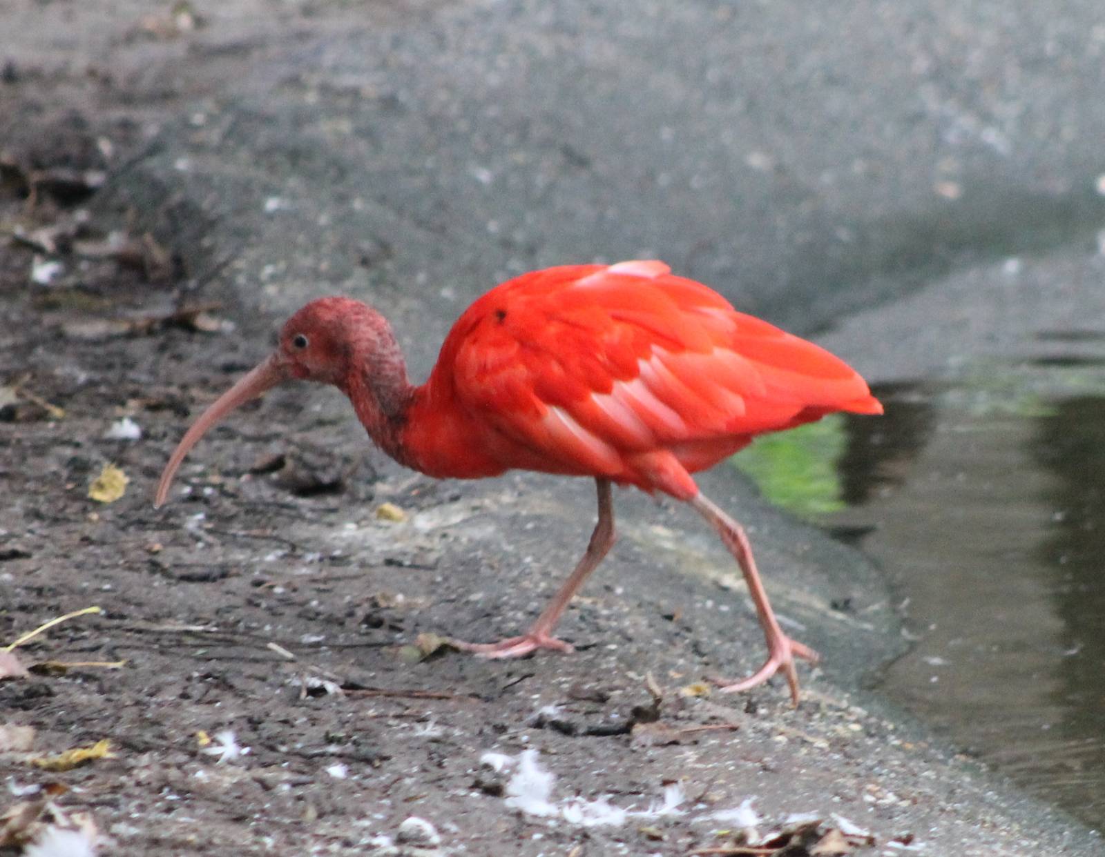 Red ibis
