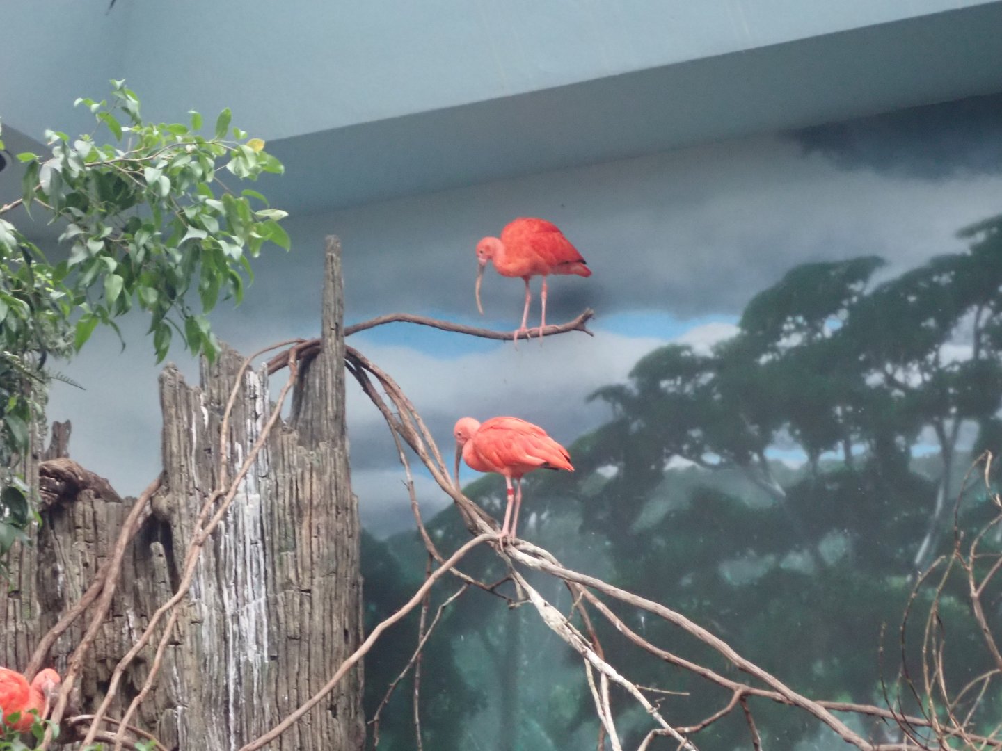 Red Ibis