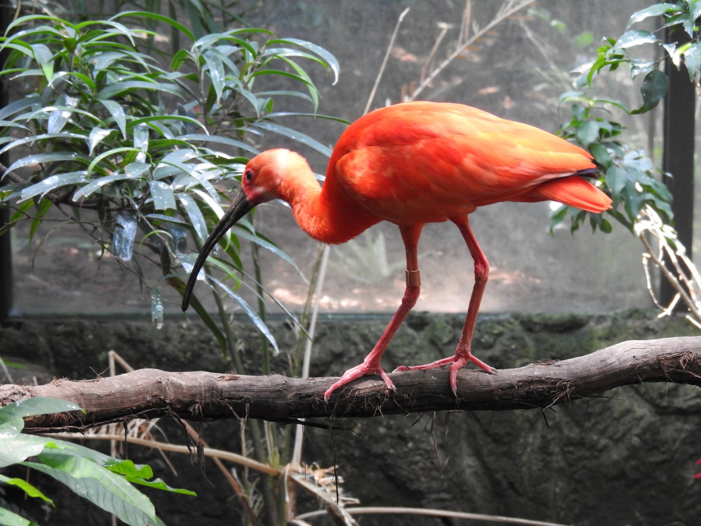 Red Ibis