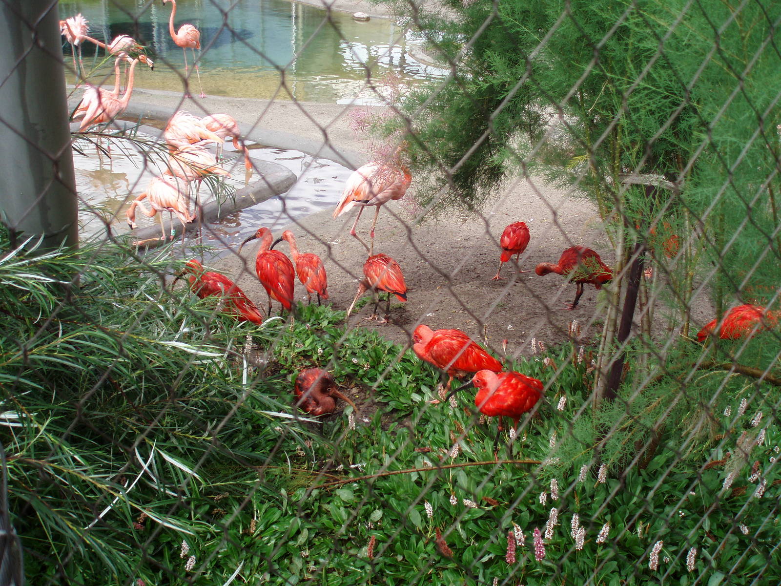 Red ibises