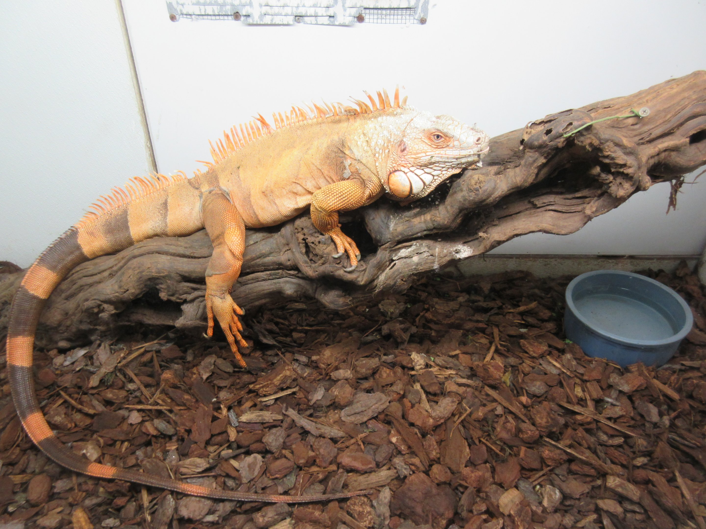 Red Iguana (80% of exhibit is shown)